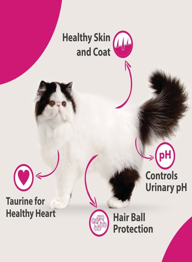 Maxi Persian All Lifstages Dry Cat Food, Ocean fish Flavor 1.2 kg (Buy 1 Get 1 Free ) Total 2.4 kg Pack - Image 5
